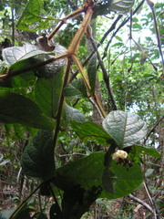 Cordia nodosa