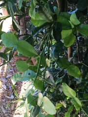 Citrus hystrix