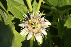 Passiflora morifolia