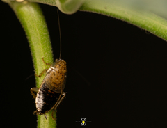 Latiblattella tarasca
