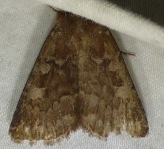 Cerastis tenebrifera