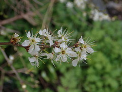 Prunus spinosa
