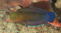 African Coris photo 2