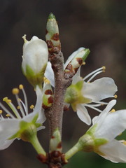 Prunus spinosa