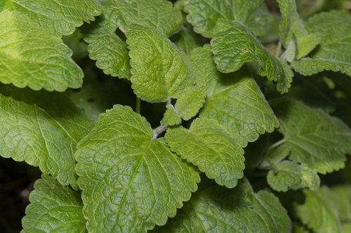 Melissa officinalis