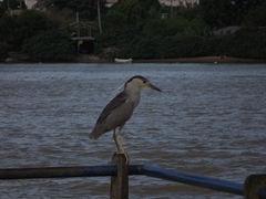 Nycticorax nycticorax