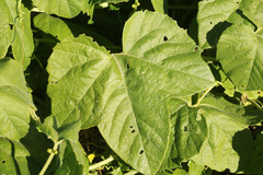 Passiflora morifolia