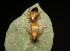 Latiblattella tarasca