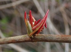 Fallopia baldschuanica