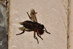 Rhinophoridae
