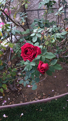 Rosa
