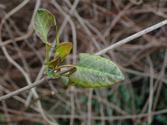 Fallopia baldschuanica