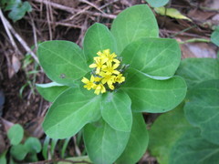 Crepidiastrum platyphyllum