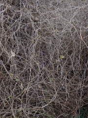 Fallopia baldschuanica