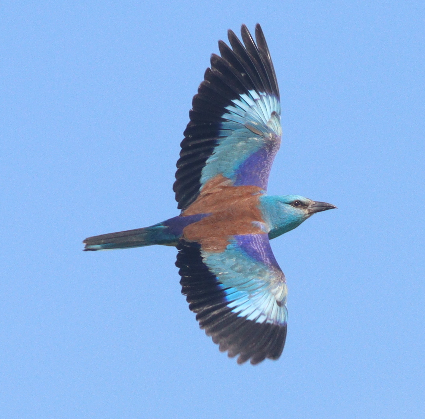 European Roller (Coracias garrulus)
