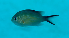 Arabian Chromis photo 4