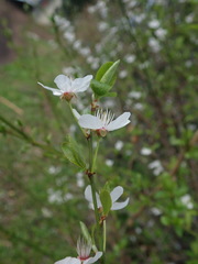 Prunus cerasifera