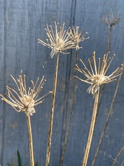 Allium schubertii