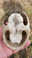 Sternotherus
