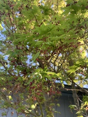Acer sieboldianum