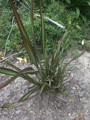 Phormium