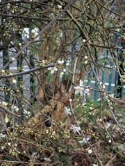 Prunus spinosa