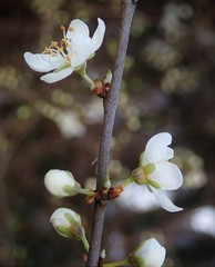 Prunus spinosa