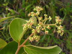 Cordia toqueve