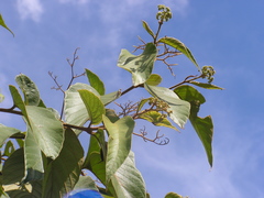 Cordia toqueve