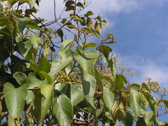 Cordia toqueve
