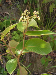 Cordia toqueve