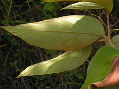 Cordia toqueve