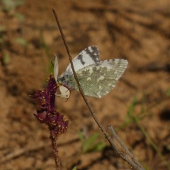 Euchloe tagis
