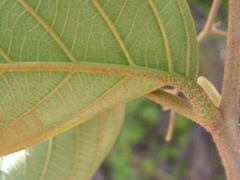 Cordia toqueve