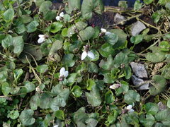 Viola odorata