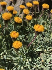 Senecio martinensis