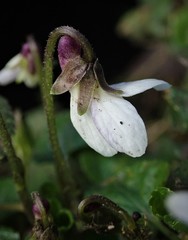 Viola odorata