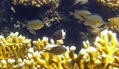 Chromis flavaxilla