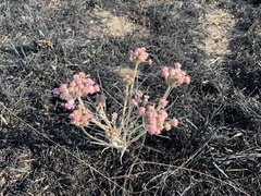 Asclepias senecionifolia