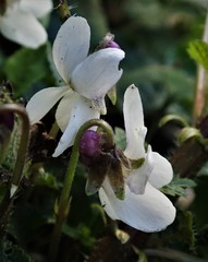 Viola odorata