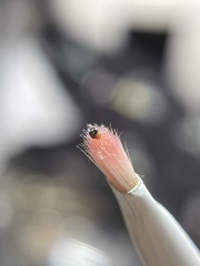 Diomus roseicollis