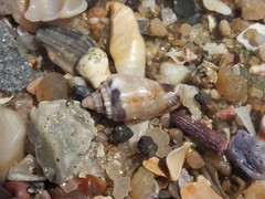 Canarium microurceum