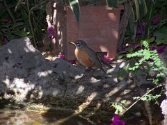 Turdus migratorius
