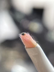 Diomus roseicollis