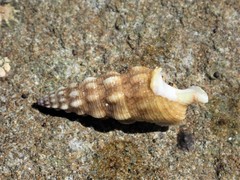 Cerithium citrinum