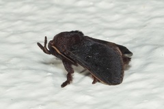 Hyphormides argentipunctata