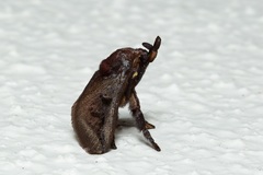 Hyphormides argentipunctata