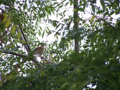 Turdus rufopalliatus