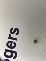 Diomus roseicollis
