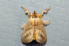 Scopelodes pallivittata